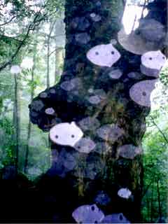 「屋久島の木霊」と称する写真
